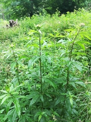 Eupatorium cannabinum