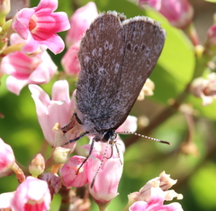 Satyrium semiluna