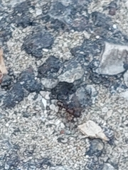 Tetramorium