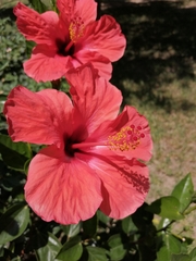 Hibiscus rosa-sinensis