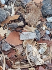 Tetramorium