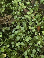 Houstonia serpyllifolia