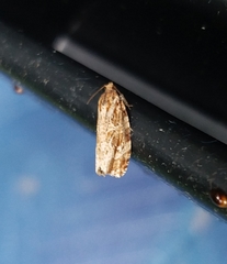 Phaecasiophora confixana