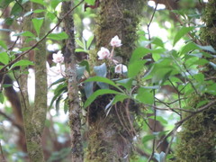 Rhynchostele cervantesii