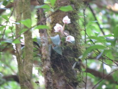 Rhynchostele cervantesii