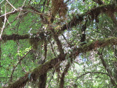 Rhynchostele cervantesii