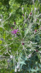 Vernonia lindheimeri