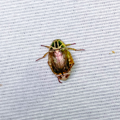 Mimela signaticollis