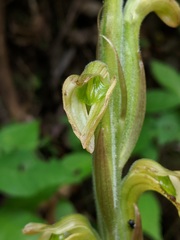 Sarcoglottis acaulis