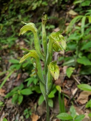 Sarcoglottis acaulis