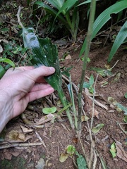 Sarcoglottis acaulis