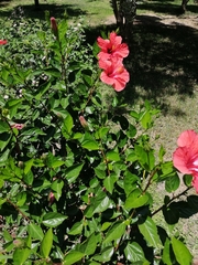 Hibiscus rosa-sinensis