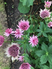 Astrantia