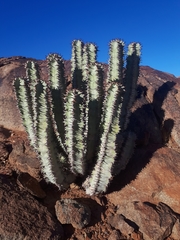 Euphorbia virosa virosa