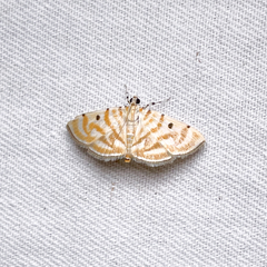 Notarcha