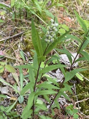 Polygala senega