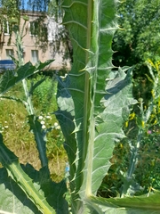 Onopordum acanthium