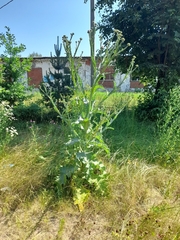 Onopordum acanthium