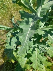 Onopordum acanthium