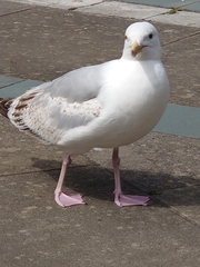 Larus argentatus