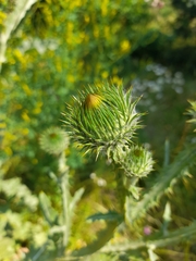 Onopordum acanthium