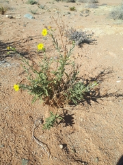 Osteospermum microcarpum