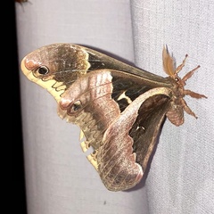 Callosamia angulifera