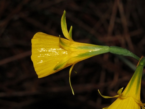 hoop-petticoat daffodil