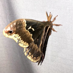 Callosamia angulifera