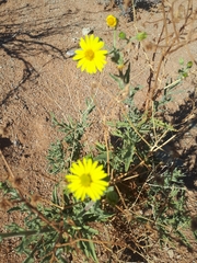 Osteospermum microcarpum