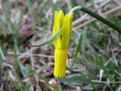 Narcissus cyclamineus