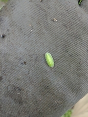 Epistrophe nitidicollis