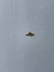 Lepidoptera