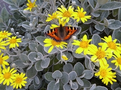 Aglais urticae