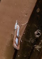 Catoptria permutatellus