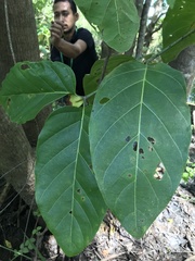 Neonauclea excelsa