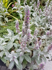 Stachys byzantina