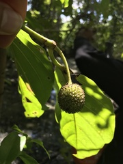 Neonauclea excelsa