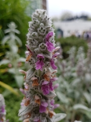 Stachys byzantina