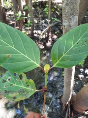 Neonauclea excelsa