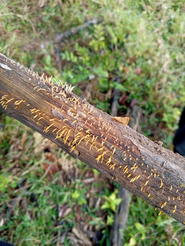 Mažasis Tampriagrybis nuotrauka