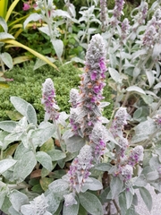 Stachys byzantina