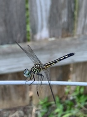 Pachydiplax longipennis