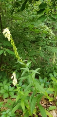 Digitalis lutea