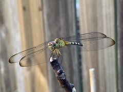 Erythrodiplax umbrata