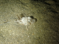 Chelidonichthys lucerna