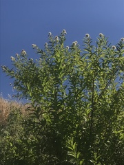 Cephalanthus occidentalis