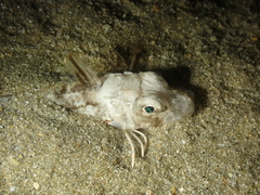 Chelidonichthys lucerna