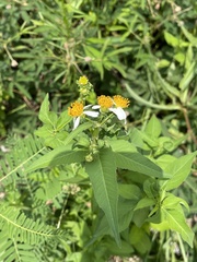 Angiospermae