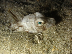 Chelidonichthys lucerna